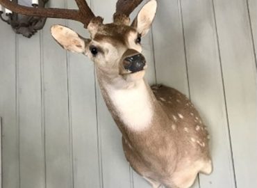 ID272c8d00 0000 0500 0000 000004bfffd2